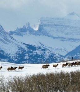 Elk herd against an alpine backdrop. Credit: Image courtesy of University of Alberta)