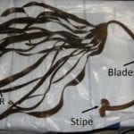 Figure 3. A photograph of Laminaria seaweed showing the stipe, holdfast and blades. Image Credit: Sophie Dixneuf.