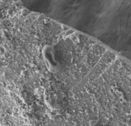 Scanning electron microscopy reveals a raisin-shaped bacterial spore atop a grain of dust that journeyed from Asia high in the troposphere to the West Coast and was detected by an observatory in central Oregon. Image Credit: NASA Kennedy Space Center