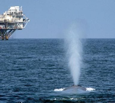 Photo of a whale breaching near an oil rig. Dave McNew/Getty Images