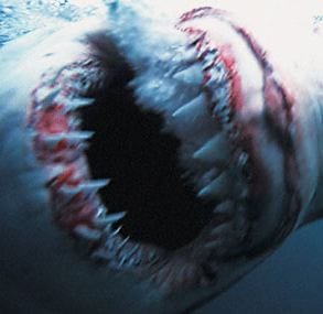 Photo of a great white shark mouth. (Image: Brandon Cole/Naturepl.com)
