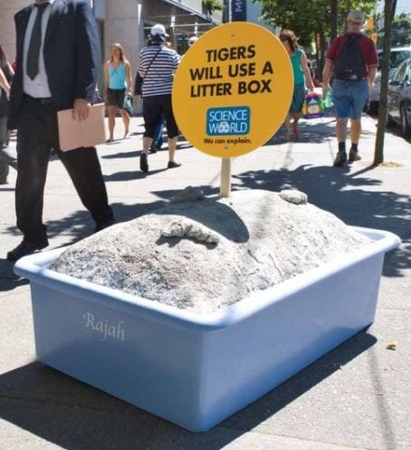 Photo of a tiger's litter box. Credit: Marketing for scientists