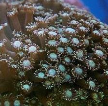Flowerpot coral on the coast of China at Shenzhen, a major city just north of Hong Kong (Photo by longtinchin)
