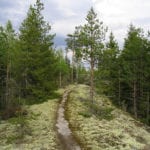 Photograph of LiesjÌ_rvi National Park in Finland. Image Credit: A. Stenberg.
