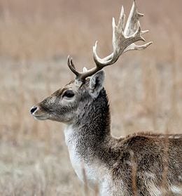 Image of a Fallow deer, heading to Russia. Credit: John Kent/Flickr