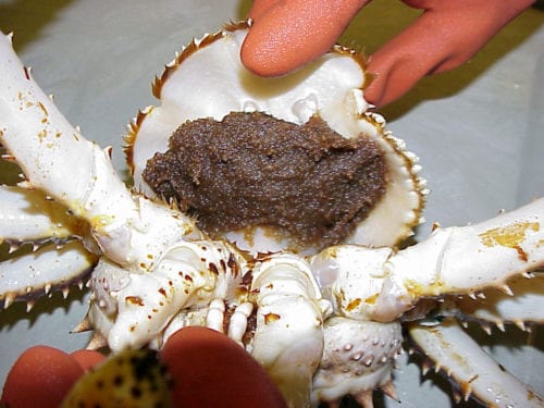 Photograph of a female crab's abdomen filled with eggs. Image Credit: NOAA
