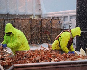 Photograph of Fisherman sorting through the contents of a full crab pot. Image Credit: Alaska Bering Sea Crabbers