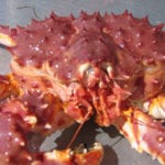 Photo of a young red king crab. Image Credit: Alaska Department of Fish and Game.