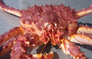 Photo of a young red king crab. Image Credit: Alaska Department of Fish and Game. 
