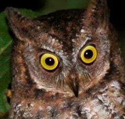 The newly-discovered Rinjani scops owl, or Otus jolandae. CREDIT: Philippe Verbelen