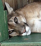 A mountain lion at the Cat House, a captive big cat breeding facility in the Mojave Desert. Photo Noah Sudarsky.
