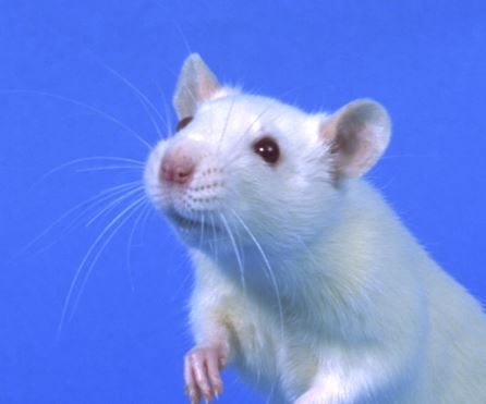 Photograph of a rat. Image: Nigel Cattlin/Science Photo Library)