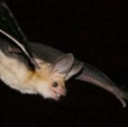 The pallid bat (Antrozous pallidus) is one of the species researchers monitored after the McNally Fire. (Credit: Photo by W. Frick)