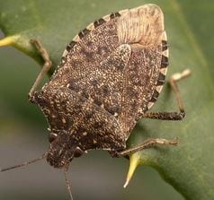 Scientists are using radar and wasps in the battle against stink bugs. Credit: BBC
