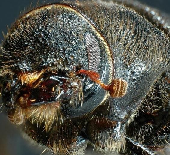 A formidable close up of the rice grain-sized mountain pine beetle. (Credit: Photo taken by Ward Strong, B.C. Ministry of Forests, Lands, and Natural Resource Operations)