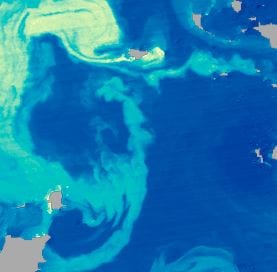 Satellite imagery of algae blooms off coast of Japan. Credit: NASA