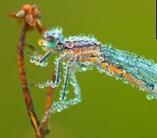 Photograph of a dragon fly. Credit: Frank Krahmer/ Frank Krahmer/zefa/Corbis