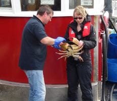 Rosie holding a large male crab. Underweight crabs and females with eggs are returned to the sea.