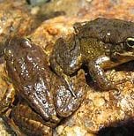 Photo of a pair of frogs. Courtesy of Vance Vrendenburg