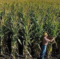Fields of corn. Credit: Monsanto