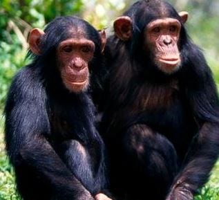 Photo of two chimpanzees. Credit: BBC