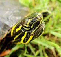 Photograph of a painted turtle (Image: Lorin Neuman-Lee)