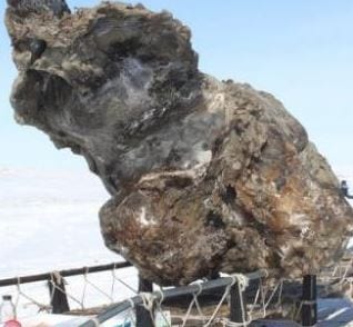 A researcher in Yakutsk on May 13 next to a carcass of a female mammoth found on an island in the Arctic Ocean. Russian scientists claimed Wednesday they have discovered blood in the carcass of a woolly mammoth, adding that the rare find could boost their chances of cloning the prehistoric animal. Read more at: http://phys.org/news/2013-05-russian-scientists-rare-blood-mammoth.html#jCp