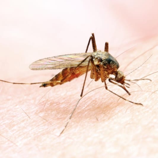 Investigational Malaria Vaccine Found Safe and Protective