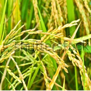 Rice gene digs deep to triple yields in drought