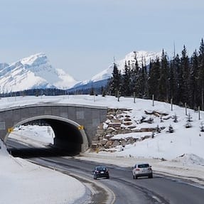 Bear hair study in Banff proves animal highway crossings work