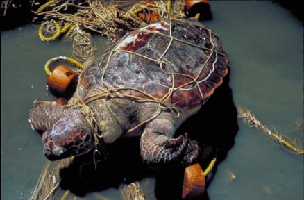 Old fishing nets can trap many species, like this sea turtle. Credit: 