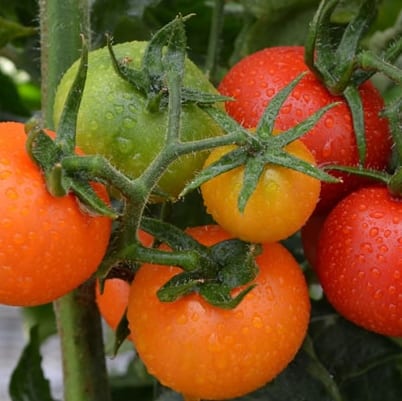Research could lead to better-tasting tomatoes, other benefits