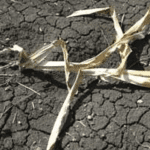 Angola drought