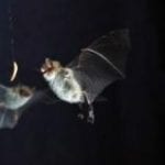 echolocation bat