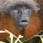 new monkey species
