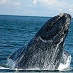 north atlantic whale photo