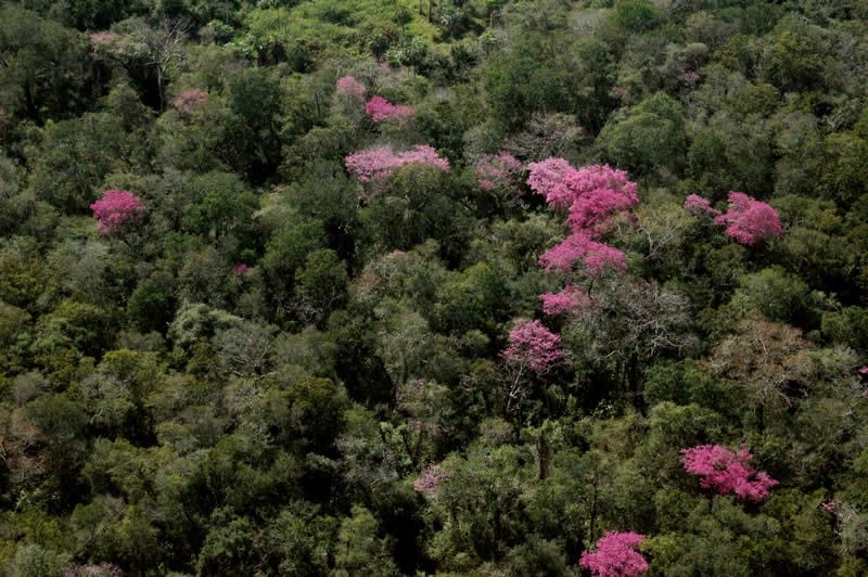 paraguay forest