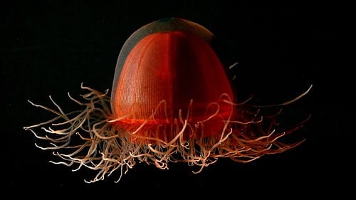 deep red medusa