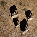 KWS monitoring elephants with drones in Kenya : Elephants casting shadows Amboseli National Park