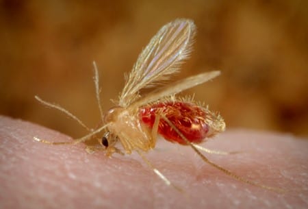 Leishmania parasites enter the bodies of humans and other animals through sand fly bites. Image Credit: Dr. Frank Collins, CDC.