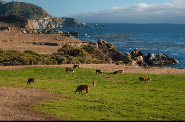 Cattle grazing on the coast of California.