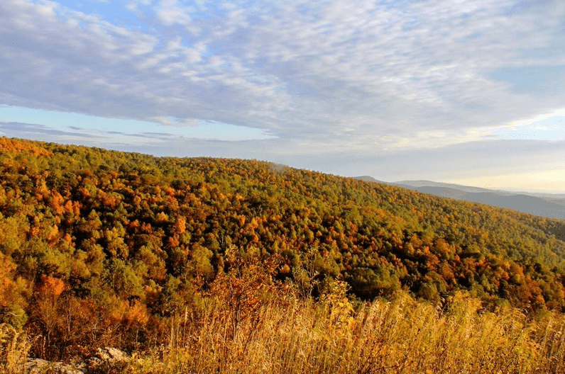 Orange and golds blanket the ridges of Shenandoah.