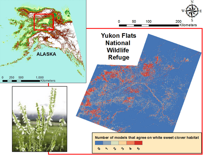 Ensemble risk assessment map of invasive white sweet-clover in Alaska (local scale), produced with Landsat 8 indices and topographic data. Highest risk areas in red. Image Credit: Alaska Ecological Forecasting Team.  