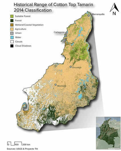 This map displays the historical range of cotton-top tamarins in the northwest corner of Colombia and the 2014 land cover classification results. Image Credit: Colombia Ecological Forecasting Team.