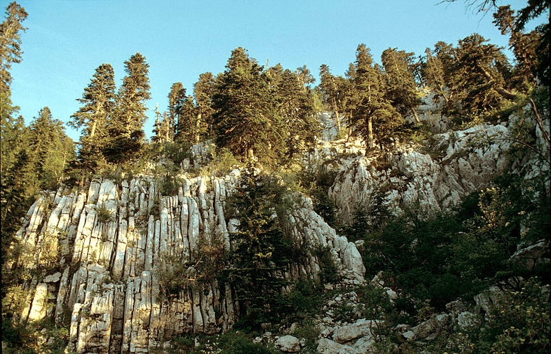 Dinaric calcareous  Karst block fir forest in Orjen. Image Credit: Pavle Cikovac, Wikimedia Commons.