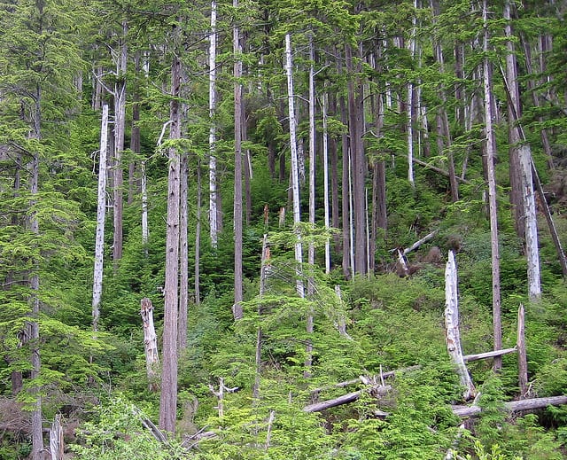 Alaskan western hemlock forest damaged by high winter winds.