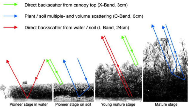 Figure 7. (a) Radar analysis of different stages of mangrove growth (Kuenzer et al., 2011)