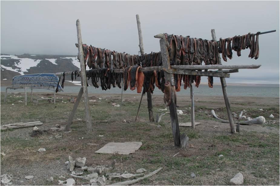A family's walrus meat rack is full during a normal harvest season in Gambell, Alaska, in the spring of 2012. Image Credit: Martin Robards, Wildlife Conservation Society
