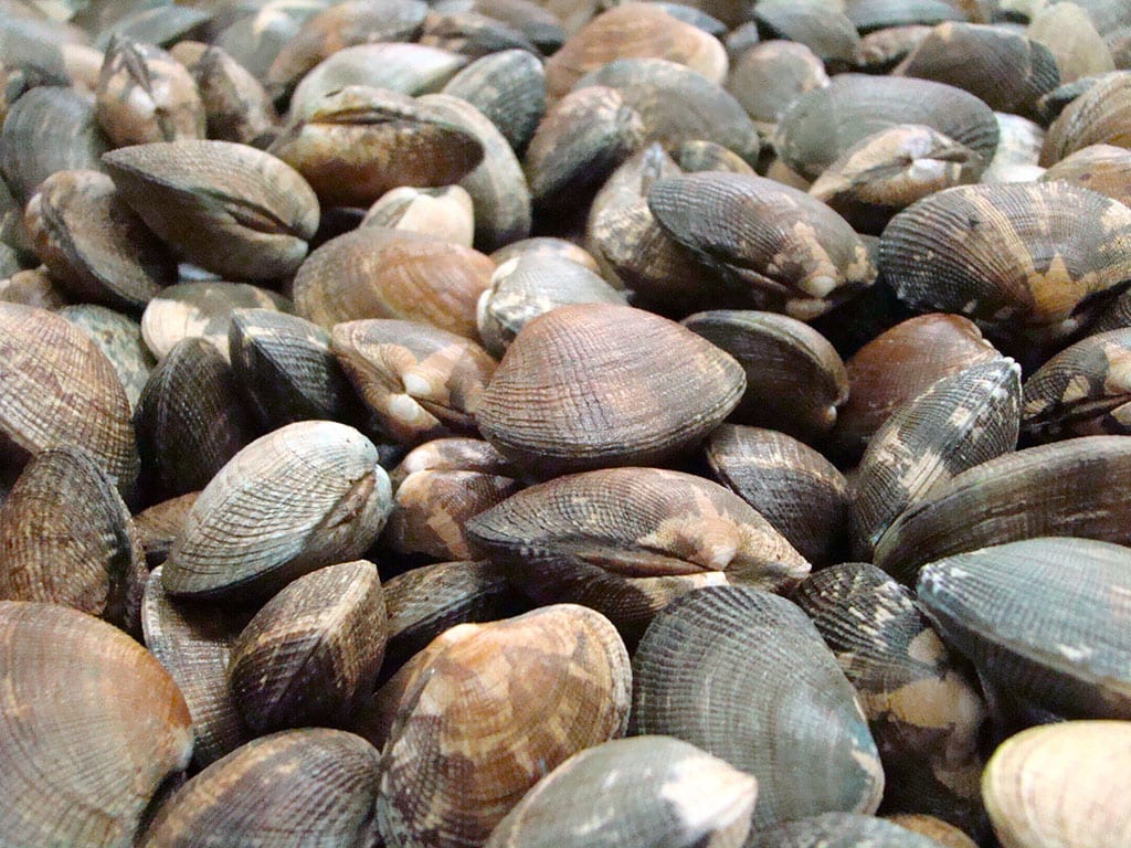 Manila clams waiting to be packed for shipment. Annually, Taylor Shellfish Farms processes 4 million pounds of clams. Image Credit: Jenny Woodman