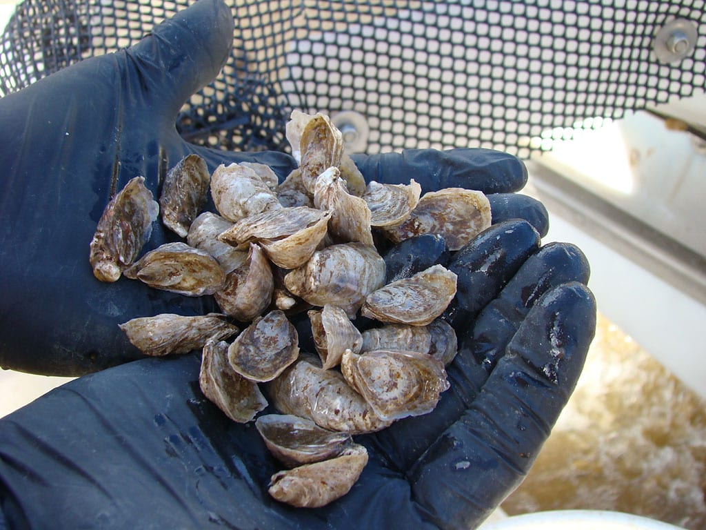 Ocean acidification creates big problems for calcifiers (like oysters, mussels, and clams) in the larval stages. These young oysters were spawned in the safe confines of a hatchery. Image Credit: Jenny Woodman 